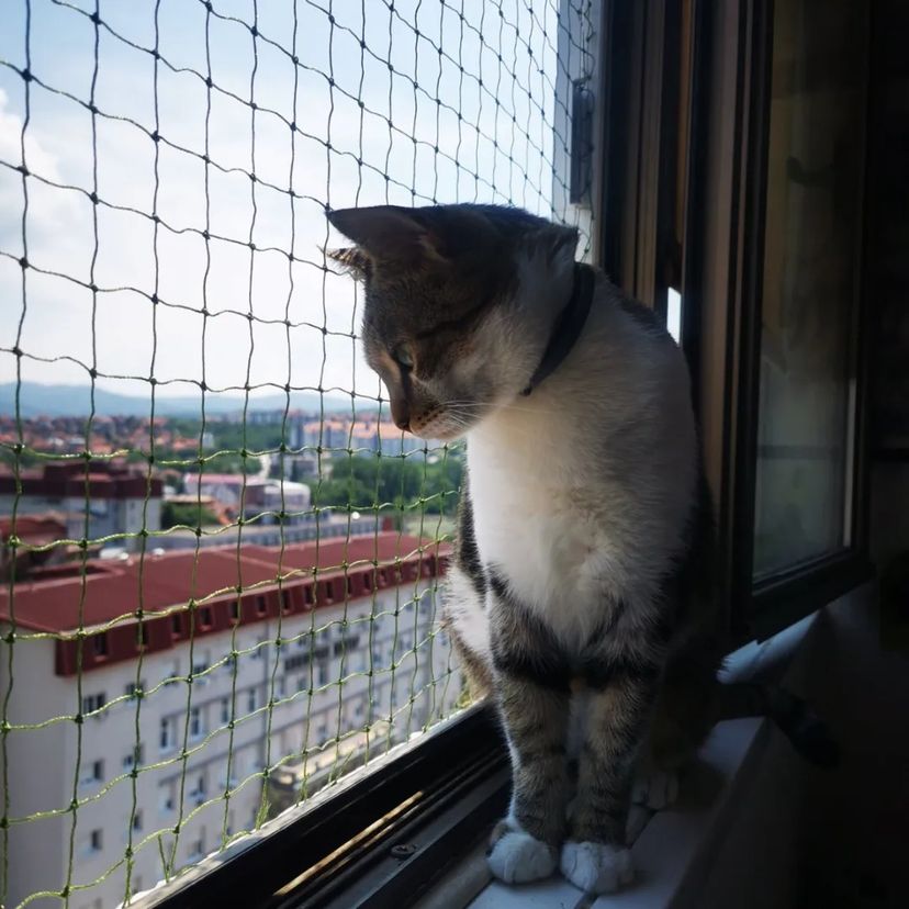 Pets 300cm x 600cm plasa de protecție pentru Balcon